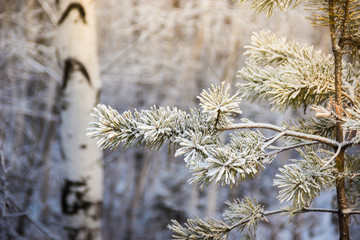 Pine tree branches covered with snow frost in cold tones.