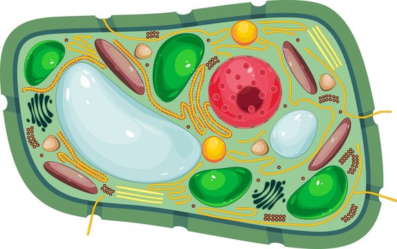 Plant Cell Structure Images – Browse 19,649 Stock Photos, Vectors, and  Video | Adobe Stock