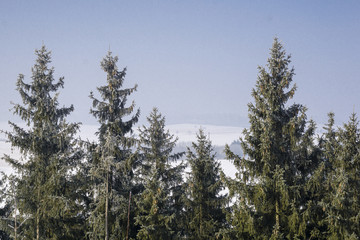 Tannen mit Raureif im Winter
