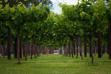 Vineyards rows in spring time