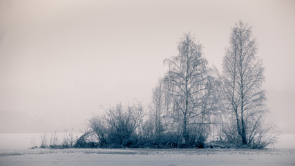 frosty winter landscape in snowy forest