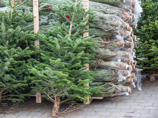 Weihnachtsbaumverkauf Weihnachtsmarkt