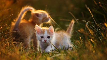Obraz premium Two Cute young baby red kitten on a beautiful light