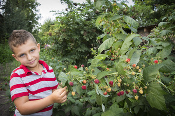 In summer, in the garden, the boy stands near a bush of ripe raspberries.
