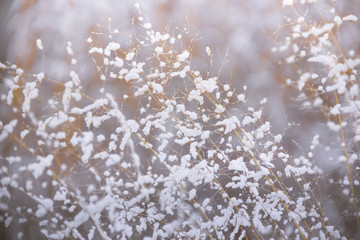 Naklejka premium winter, frost, nature landscape on the grass covered with frost and snow
