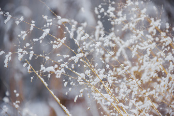 winter, frost, nature landscape on the grass covered with frost and snow