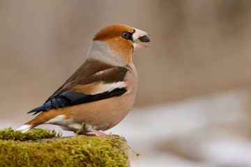 hawfinch (Coccothraustes coccothraustes) on the winter bird feeder.