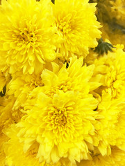 yellow chrysanthemum flowers. white autumn flowers. cute white flower