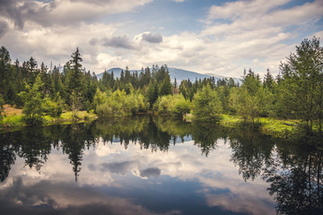 Reflections of the Forest on a Wilderness Lake
