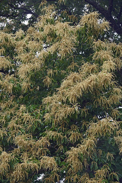 American chestnut (Castanea dentata)
