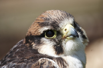 Hobby
