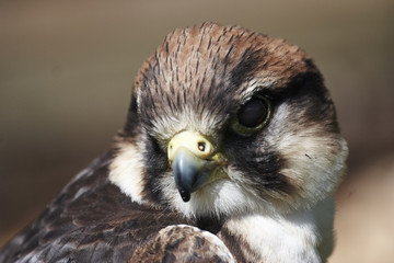 Hobby