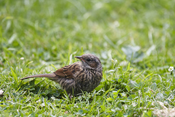 Dunnock