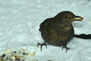 Amsel im Winter