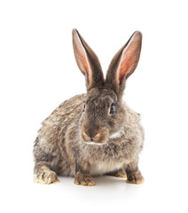 One small brown rabbit.