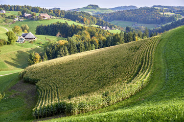 Maisfeld in typischer Emmentaler Landschaft bei Leumberg Gemeinde Wynigen, Kt. Bern