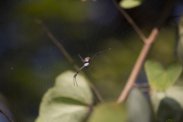 Spider