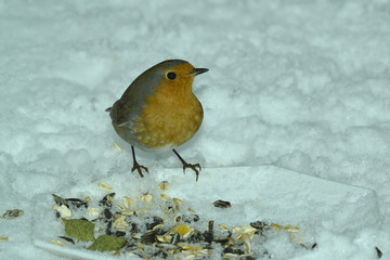 Rotkehlchen im Winter