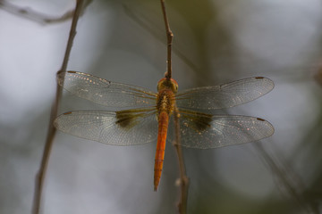 Dragonfly