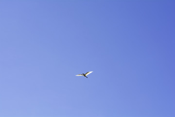 Birds fly in the sky at a distance.