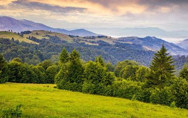 green meadows and forest of the Carpathians. beautiful landscape in mountains at purple sunrise in summer