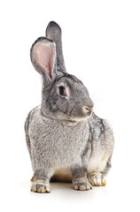 Grey baby rabbit.