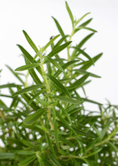 Green rosemary on a white background. The smell of fresh rosemary sprigs improves human memory.