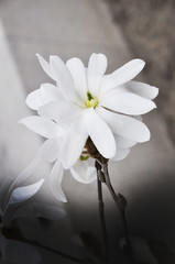 White magnolia tree spring flowers closeup