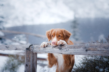 The Nova Scotia duck tolling Retriever dog in winter mountains