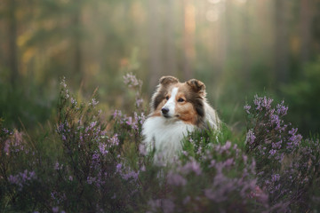 Sheltie dog in the forest