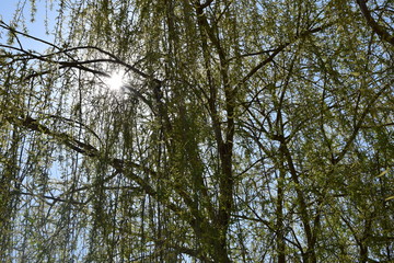 Tree and sun 01