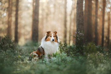 Sheltie dog in the forest