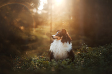 Sheltie dog in the forest