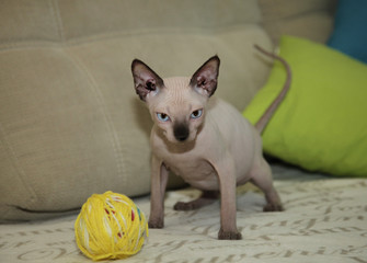 cute sphinx hairless cat