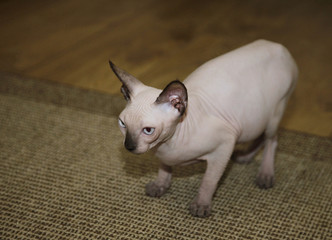 cute sphinx hairless cat