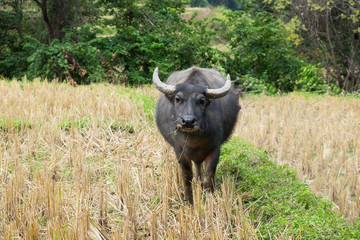 Buffalo chewing grass in the field.