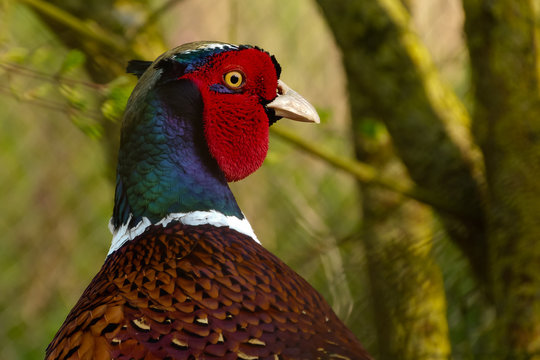 Primo piano di Fagiano maschio,Phasianus colchicus