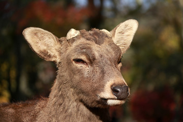 Closeup Deer with cut off antler on the sunlight at the park in Nara, Japan. The park is home to hundreds of freely roaming deer.