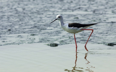 Black-winged Stilt.