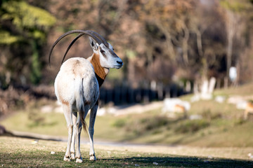 The Sahara oryx