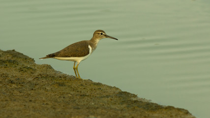 Common Sandpiper.