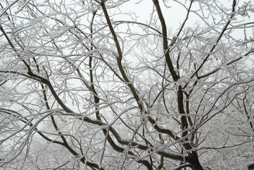 silhouetted frozen branches in winter