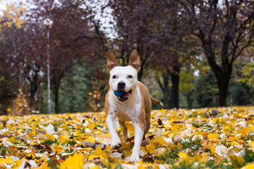 Happy dog walking with ball in her mouth