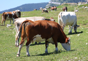 Naklejka na ściany i meble cows grazing in the green mountain meadow
