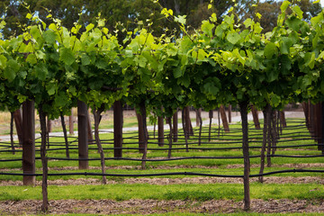 Fototapeta premium Vineyards rows in spring time