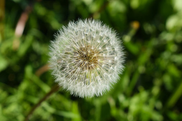 Dandelion - a genus of perennial herbaceous plants of the family Astropey, or Complex, on a green blurred background.