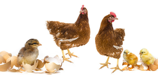 cute yellow newborn chickens and her mothers hens