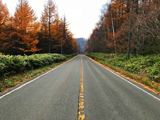 Highroad surrounded by grass and autumn forest