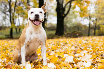 Portrait of a happy dog 