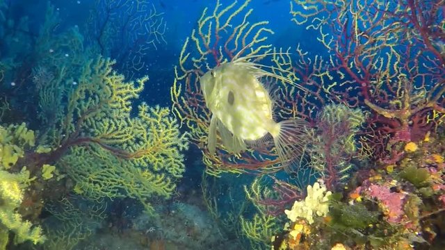 melon sea urchin - echinus melo in the deep mediterranean sea
